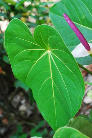 Anthurium andraeanum