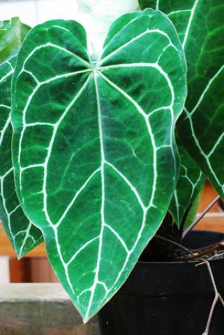 Anthurium crystallinum