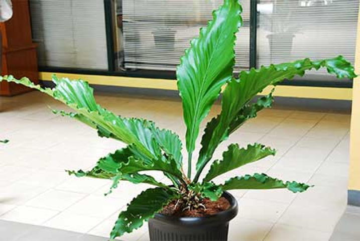 Anthurium plowmanii