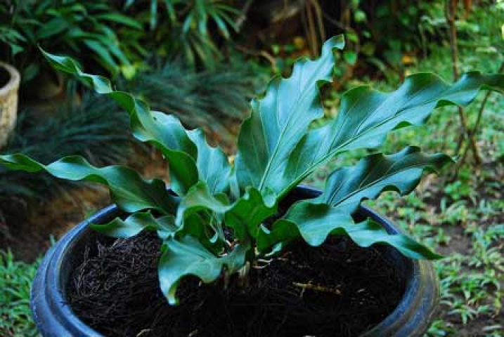 Anthurium plowmanii