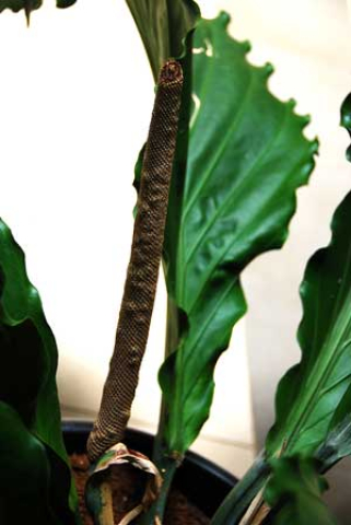 Anthurium plowmanii