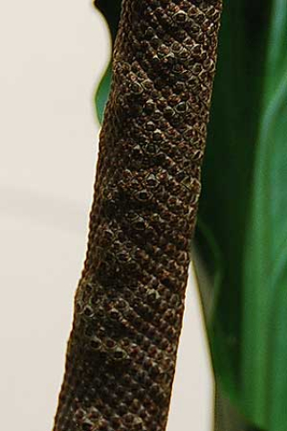Anthurium plowmanii