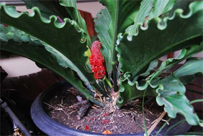 Anthurium plowmanii