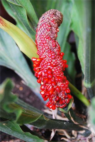 Anthurium plowmanii