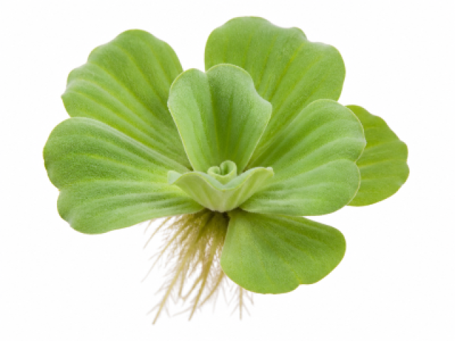 Pistia stratiotes