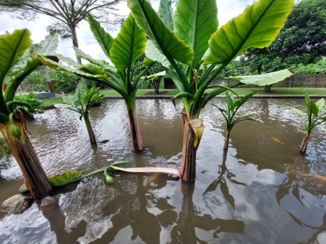 Typhonodorum lindleyanum