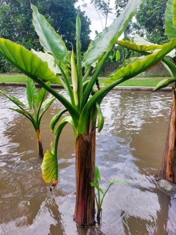 Typhonodorum lindleyanum