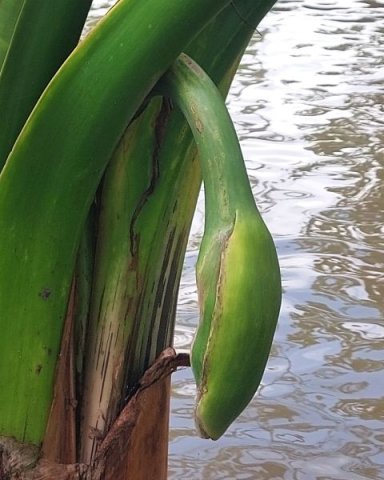 Typhonodorum lindleyanum