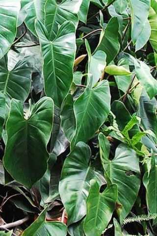 Philodendron sagittifolium 