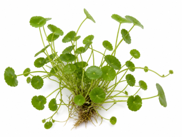 Hydrocotyle sibthorpioides