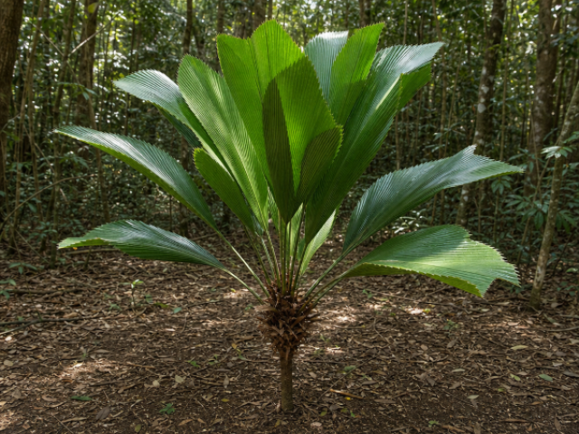 Johannesteijsmannia altifrons