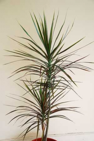 Dracaena reflexa 