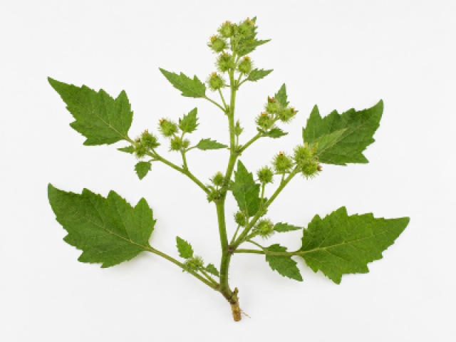 Acanthospermum hispidum