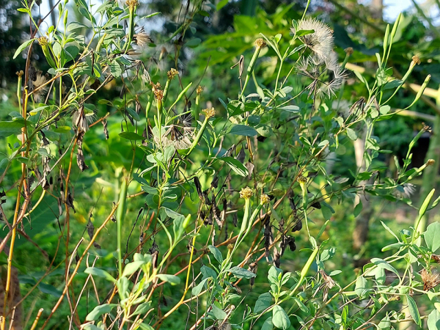 Porophyllum ruderale 