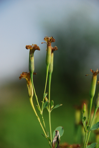 Porophyllum ruderale 