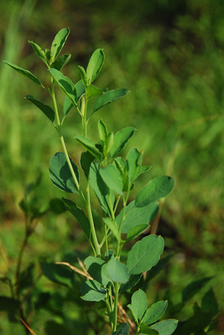 Porophyllum ruderale 