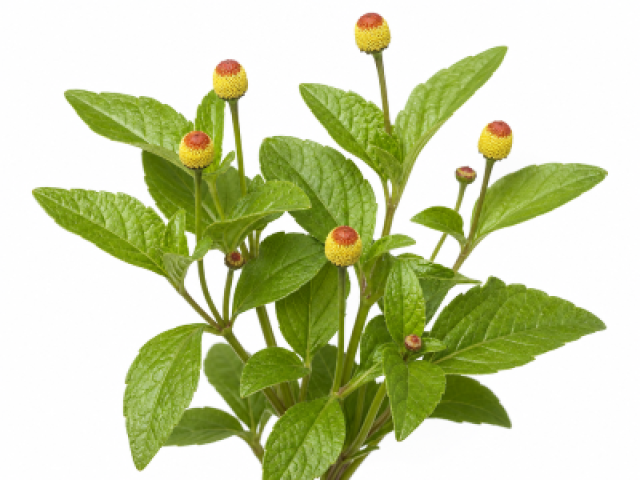 Acmella oleracea
