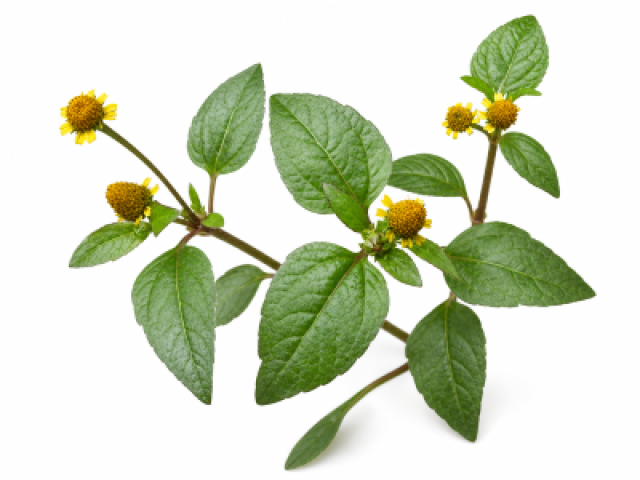 Acmella paniculata