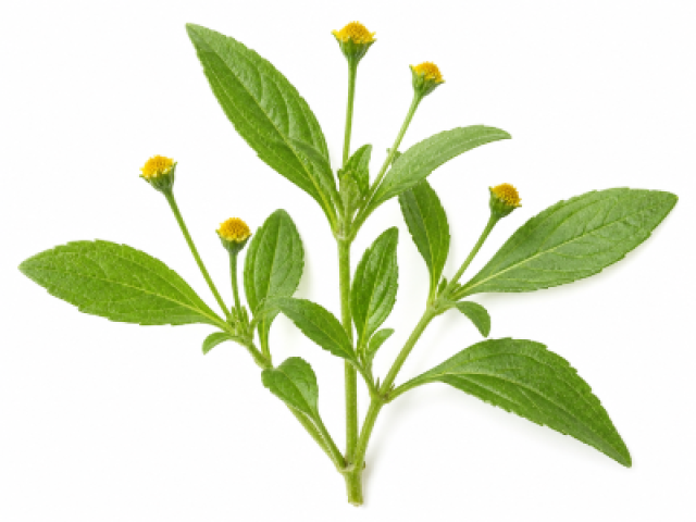 Acmella uliginosa