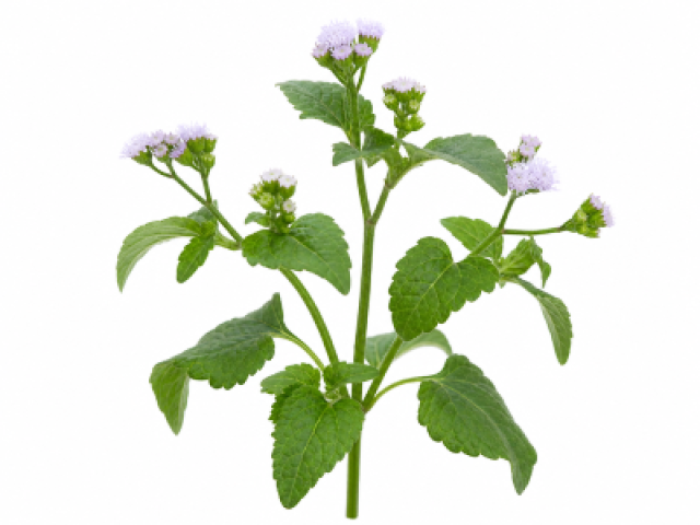 Ageratum conyzoides