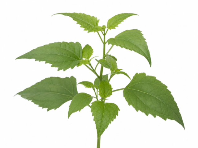 Chromolaena odorata