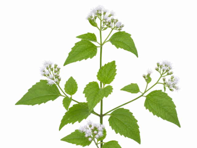 Chromolaena odorata