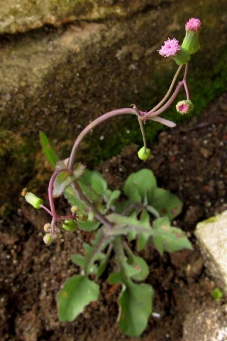 Emilia sonchifolia 