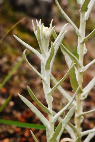 Leontopodium alpinum 