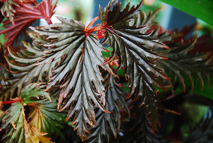 Begonia serratipetala 