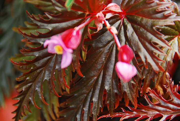 Begonia serratipetala 