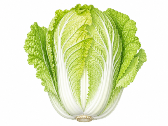 Brassica rapa subsp. pekinensis