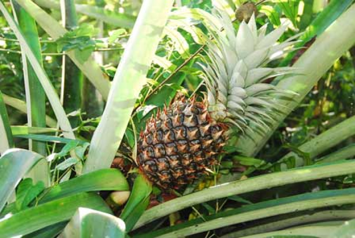 Ananas comosus
