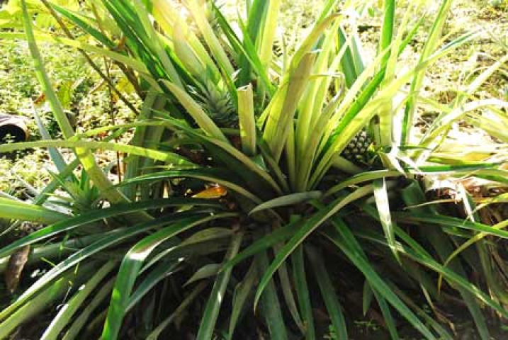Ananas comosus