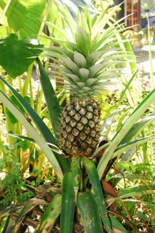 Ananas comosus