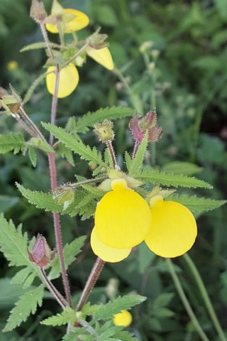 Calceolaria tripartita 