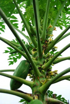 Carica papaya 