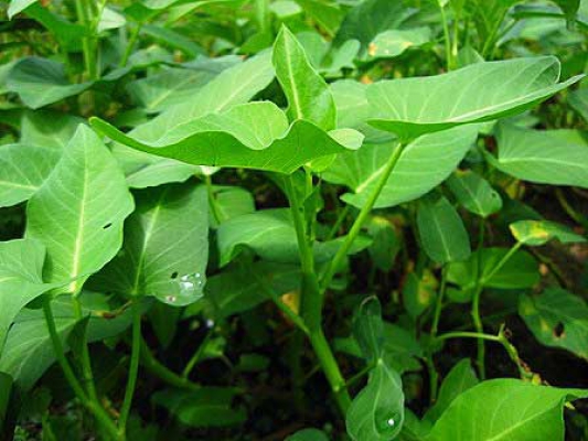 Ipomoea reptana 