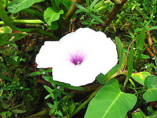 Ipomoea reptana 