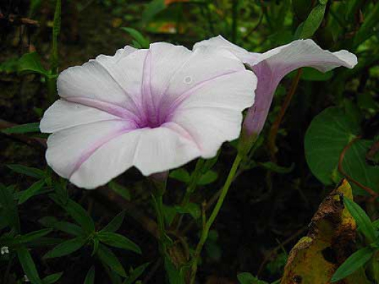 Ipomoea reptans 