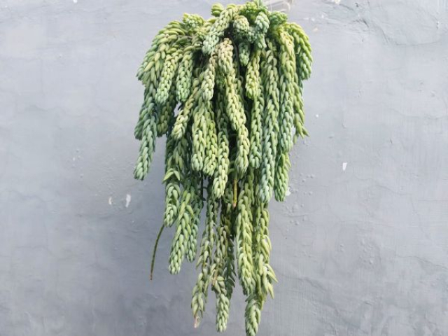 Sedum morganianum