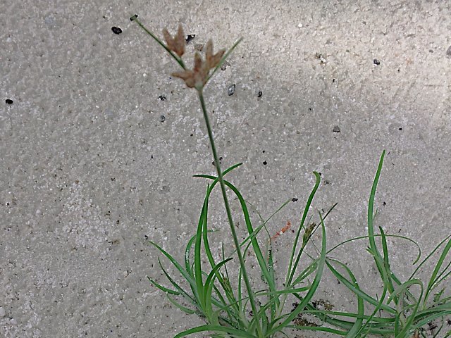 Carex pilulifera