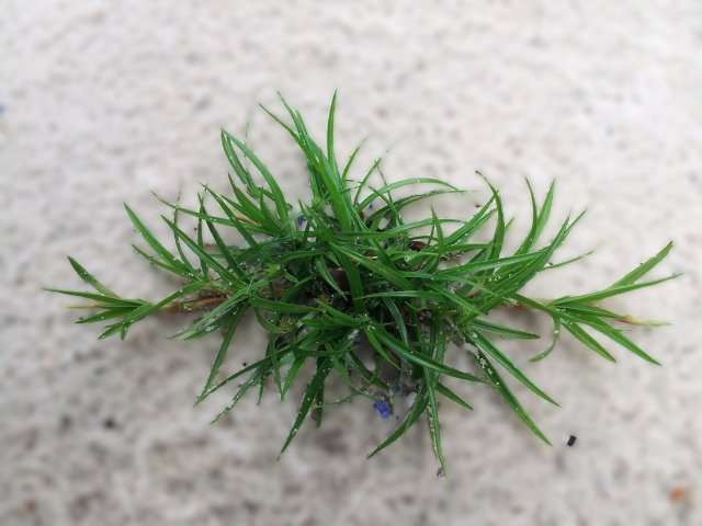 Carex pilulifera