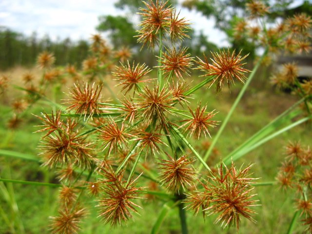 Cyperus compactus