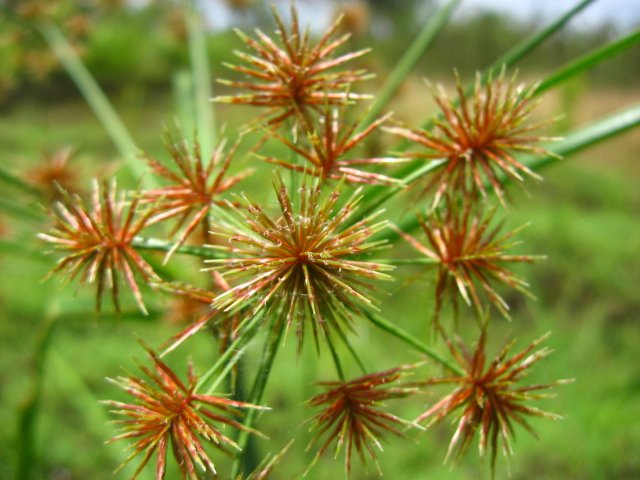 Cyperus compactus