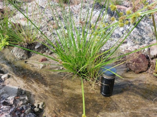 Cyperus longus