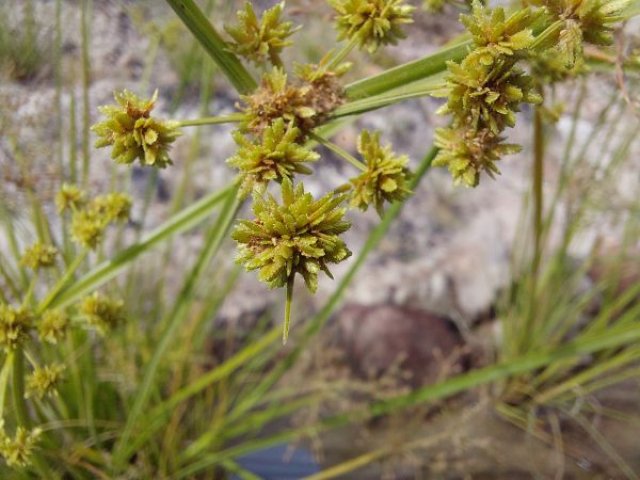 Cyperus longus