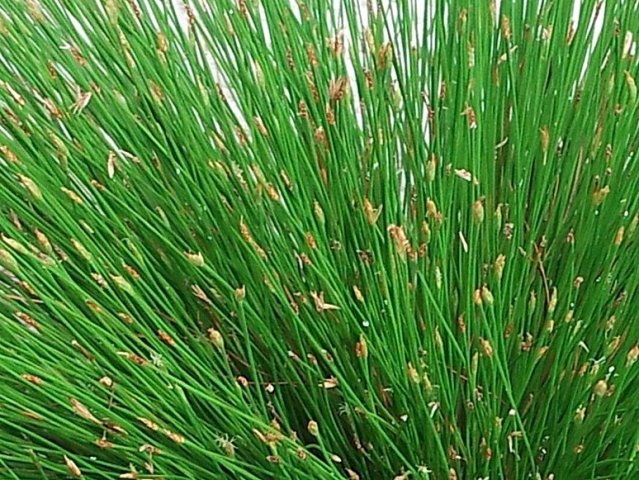 Trichophorum cespitosum