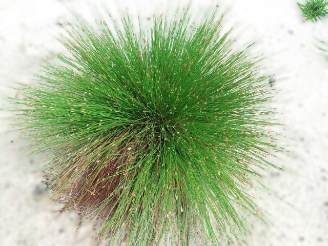 Trichophorum cespitosum