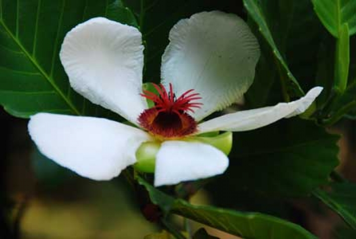 Dillenia philippinensis 