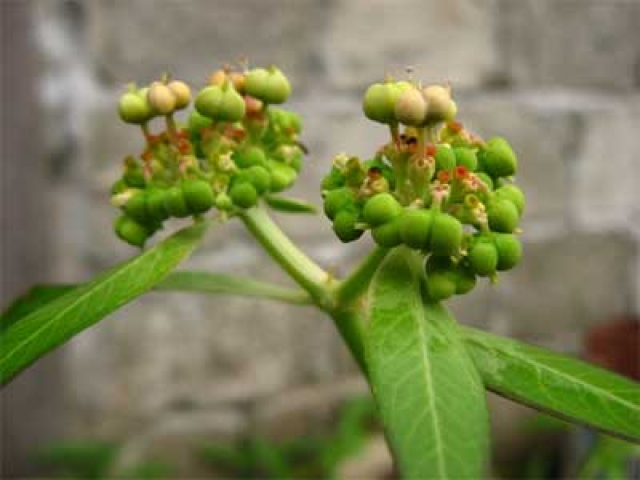 Euphorbia heterophylla 